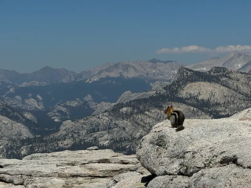 Squirrel in Yosemite